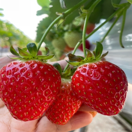 양지뜰 딸기농장